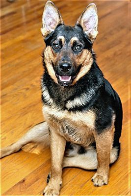 Charlotte, NC - German Shepherd Dog. Meet JEFFREY -FOSTER NEEDED a Pet