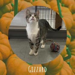 Thumbnail photo of Gizzard #3
