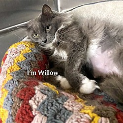 Photo of CAT-Willow