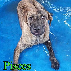 Thumbnail photo of Pisces #2