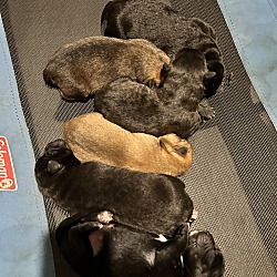 Thumbnail photo of Chow puppies #1