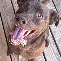 adopt a pet