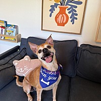 adopt a pet