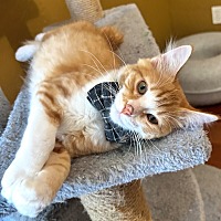 adopt a pet