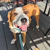 adopt a pet