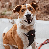 adopt-pet