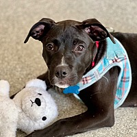 adopt a pet