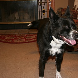 Photo of Sparky