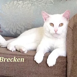 Thumbnail photo of Brecken - Adopted August 2016 #1