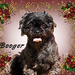 Thumbnail photo of Booger #1