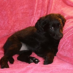 Thumbnail photo of NFL Puppies 3 left #1