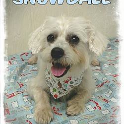 Thumbnail photo of Snowball #2