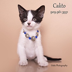 Thumbnail photo of Calito #1