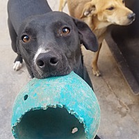 adopt a pet