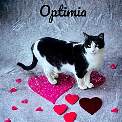 Thumbnail photo of Optimia #1
