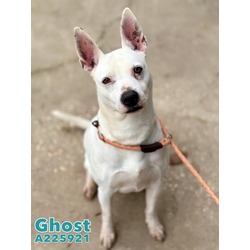 Photo of GHOST