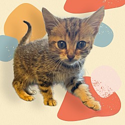 Photo of Chloe Kitten 3 (Mia)