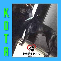 Thumbnail photo of Kota (Courtesy Post) #1