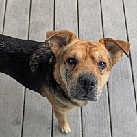 adopt a pet