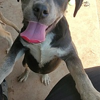 adopt a pet