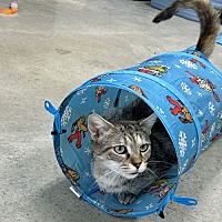 adopt a pet