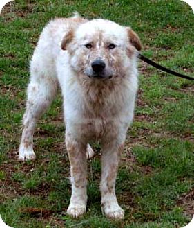 blue heeler great pyrenees