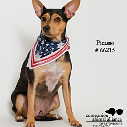 Thumbnail photo of Pico, Aka Picasso  (Foster) #1