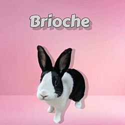 Photo of Brioche