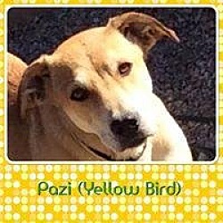 Thumbnail photo of PAZI (Yellowbird) #3