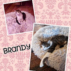 Thumbnail photo of Brandy #1