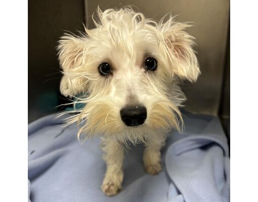 Nashville, TN - Schnauzer (Giant)/Schnoodle. Meet Avery a Pet for ...