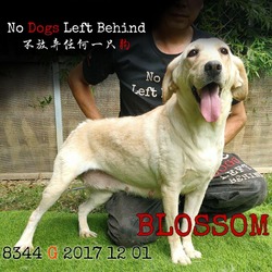 Thumbnail photo of Blossom 8344 #1