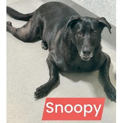 Thumbnail photo of Snoopy #1