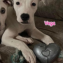 Thumbnail photo of Vega #1