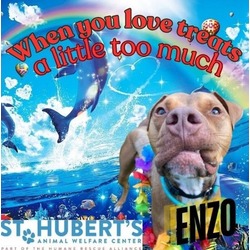 Thumbnail photo of Enzo #1