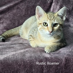 Thumbnail photo of Rustic Roamer #4