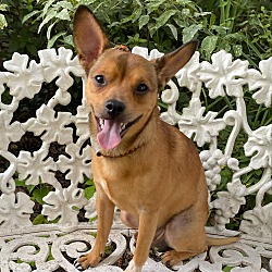 Thumbnail photo of Mac the Chihuahua Mix #2