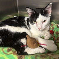 adopt a pet