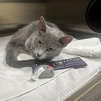 adopt a pet