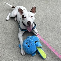 adopt a pet