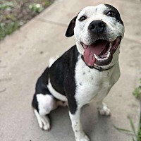 adopt a pet