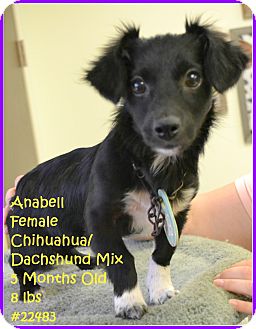 Beaumont Tx Chihuahua Meet Anabell A Pet For Adoption
