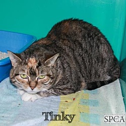 Thumbnail photo of Tinky  SOS #2