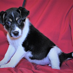 Thumbnail photo of Tammie ~ ADOPTED! #3
