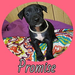 Thumbnail photo of Promise #4