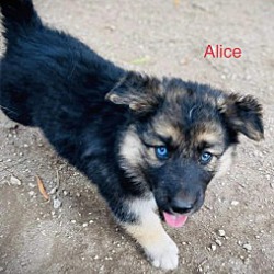 Photo of Alice (Husky/Shep X)