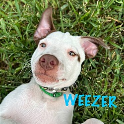 Thumbnail photo of WEEZER #2