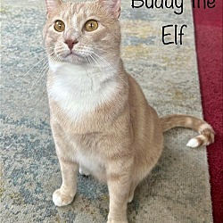Thumbnail photo of Buddy the Elf #3