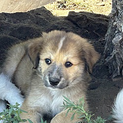 Thumbnail photo of Colorado Puppy 4 #2