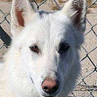 adopt-pet